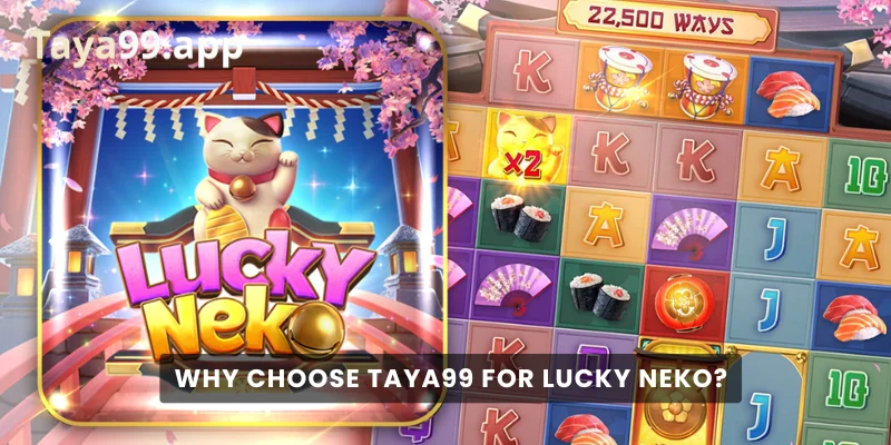 Why Choose Taya99 for Lucky Neko?